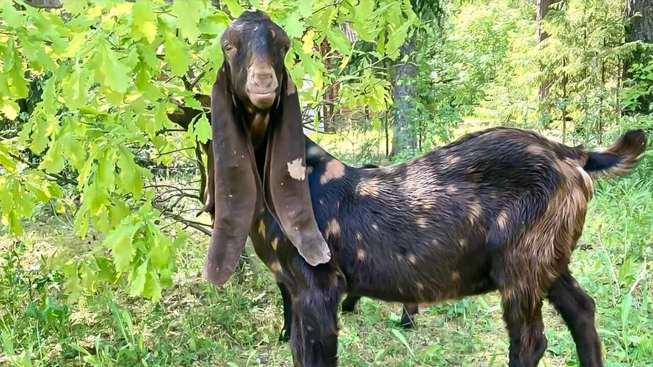 Камори- нубийские. Козы Камори. Камори козы Пакистана. Козы с длинными ушами Камори.