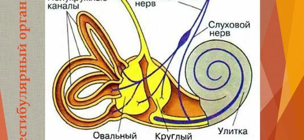 Вестибулярный анализатор внутреннее ухо. Вестибулярный анализатор строение мешочки полукружные каналы. Внутреннее ухо вестибулярный анализатор анатомия. Вестибулярный аппарат (анализатор равновесия). Улитка и слуховой нерв