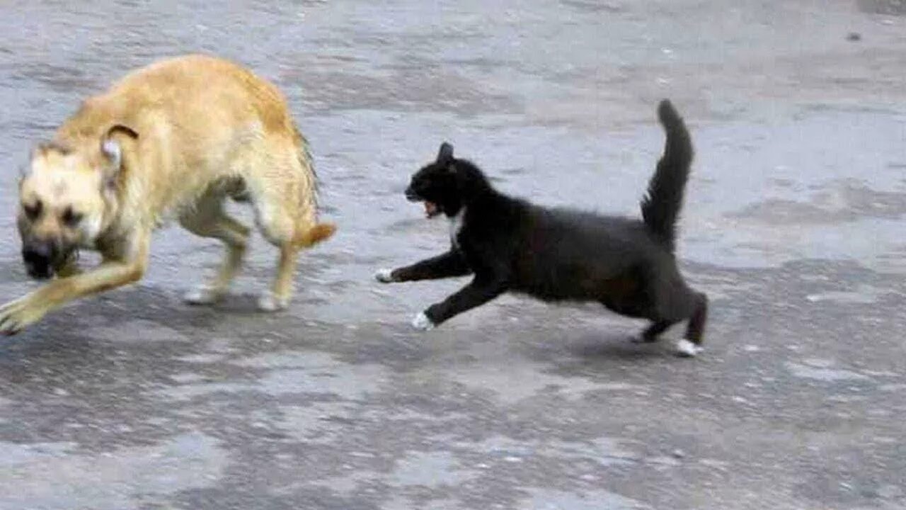 Кошка гонится. Драка кошки и собаки. Кошка атакует собаку. Кот набросился на собаку. Коты атакуют собак.
