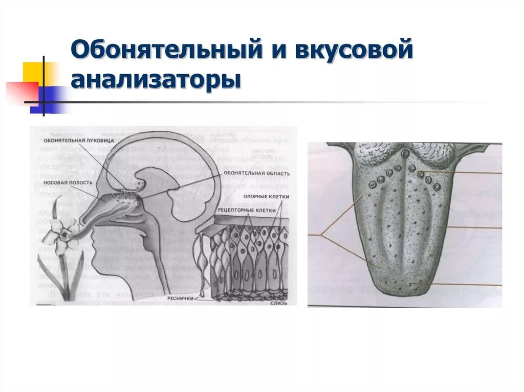 Строение вкусового и обонятельного анализатора. Вкусовой и обонятельный анализаторы. Вкусовой и обонятельный анализаторы анатомия. Строение и функционирования вкусового и обонятельного анализаторов. Обонятельный вкусовой орган