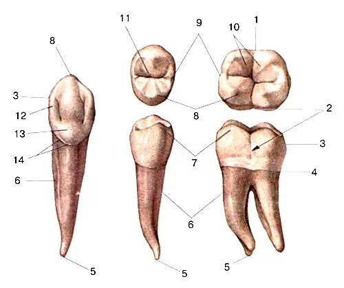 Анатомия 37 зуба коронковая. 25 Зуб анатомия коронки. Анатомия зубов человека Бугры.
