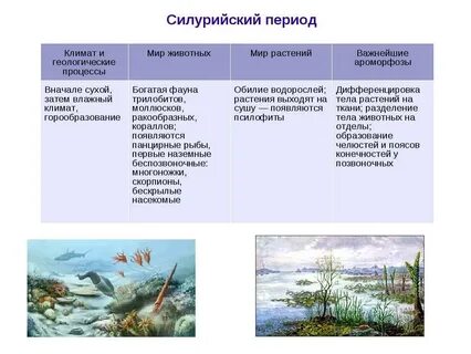 Протерозойская эра ароморфозы растений