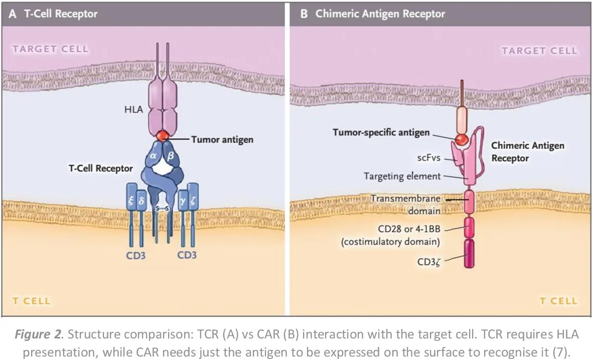 T cell receptor. Cell receptors. cd3 антиген. трансмембранные рецепторы.
