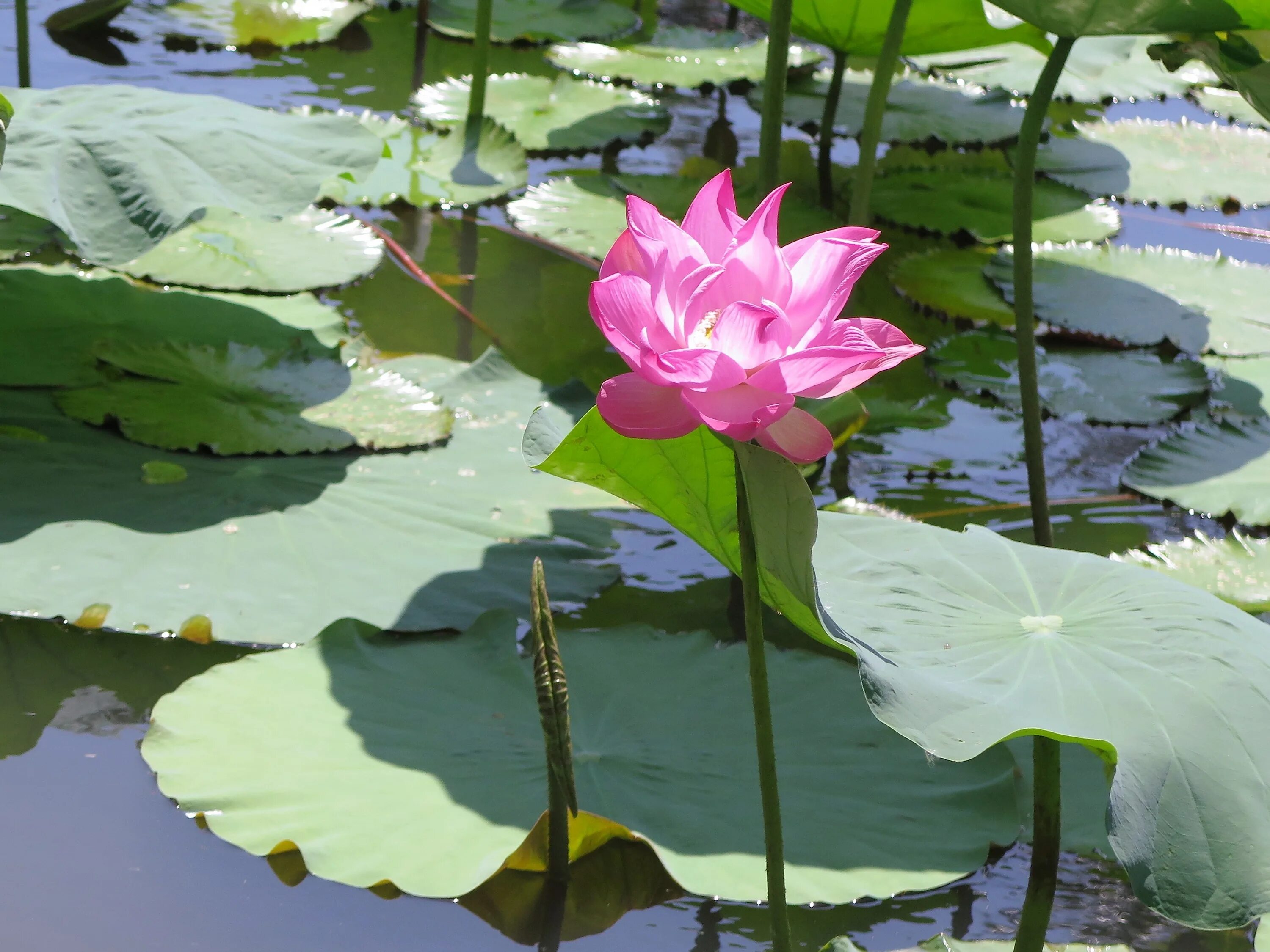 Лотус Понд (Lotus Pond) .. Пруд с лотосами. Парк Южные культуры кувшинки. Лотос водоему Сумеры.