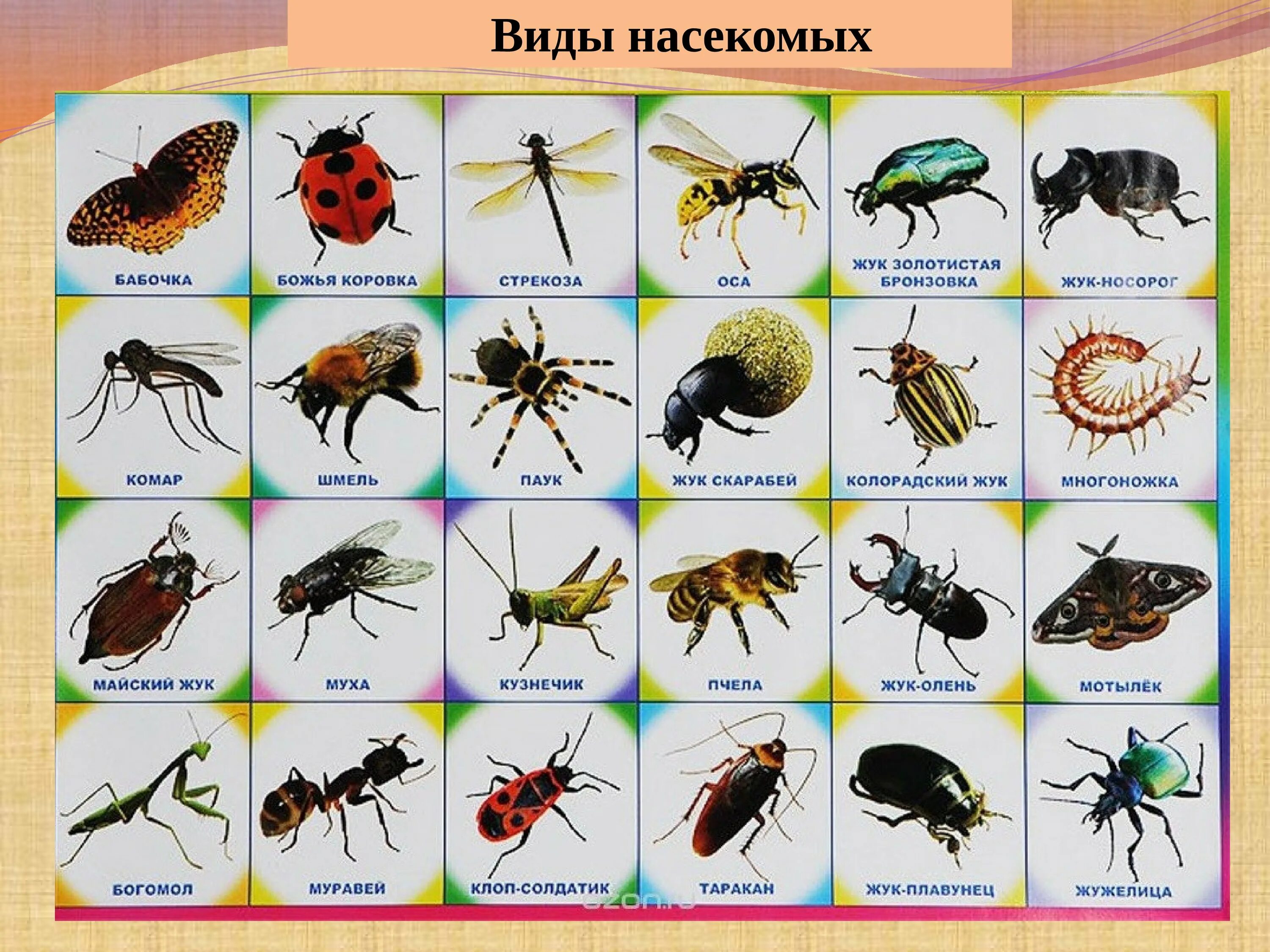 Насекомые животные названия