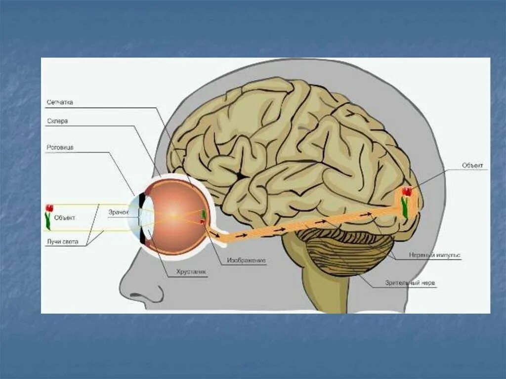 Какой мозг воспринимает информацию от органов зрения