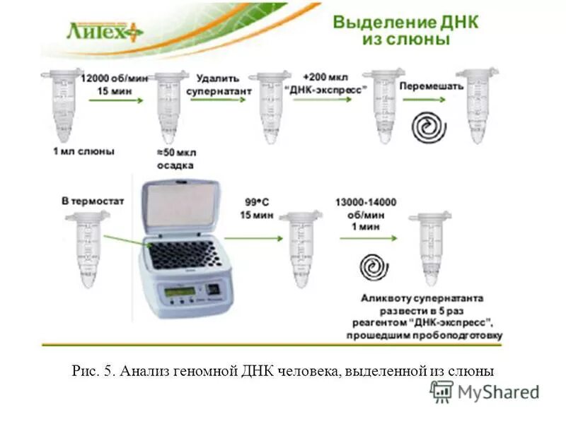 Этапы выделения ДНК. Методика выделения ДНК. Методы выделения ДНК из биологического материала. Технология выделения ДНК. Процесс выделения днк