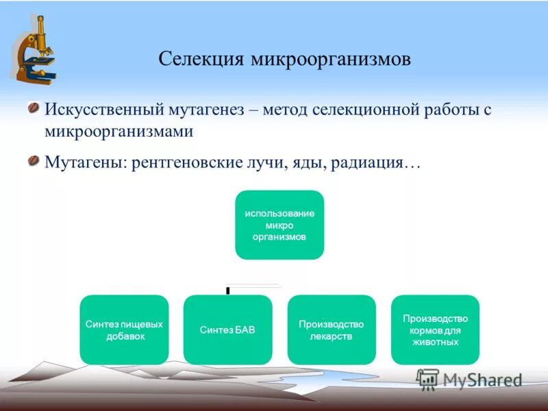 В селекции микроорганизмов не используется мутагенез. В селекции микроорганизмов не используется мутагенез. Искусственный мутагенез микроорганизмов. В селекции микроорганизмов не используется мутагенез. Метод селекции мутагенез примеры.