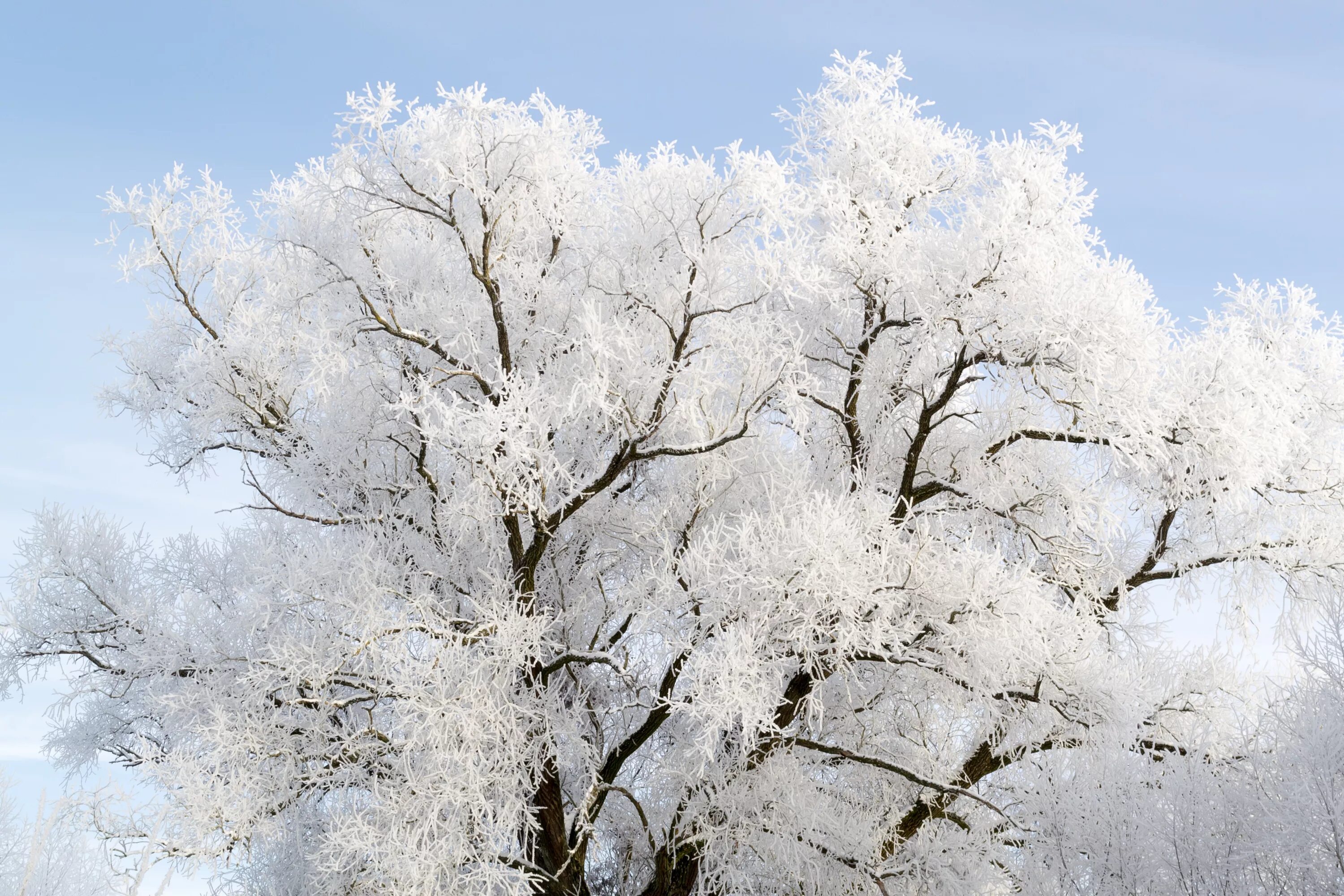 Какая погода в дерево. Деревья в снегу. Иней на деревьях. Красивое развесистое дерево зимой. Иней покрыл деревья.