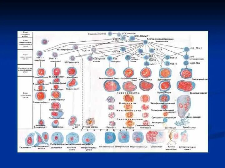 Обеспечивает кроветворение. Гемопоэз схема кроветворения. Схема кроветворения гистология. Постэмбриональный гемопоэз гистология. Современная схема кроветворения.