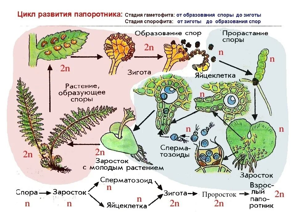 Цикл размножения папоротников. Цикл развития спорового растения схема. Схема цикл развития растений споровых растений. Цикл развития папоротника. Гаметофит и спорофит набор хромосом