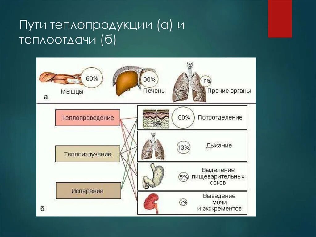 В теплоотдаче главную роль играет. Механизмы теплопродукции и теплоотдачи. Способы теплообразования и теплоотдачи. Процессы теплопродукции и теплоотдачи в организме. Механизмы теплообразования и пути теплоотдачи.