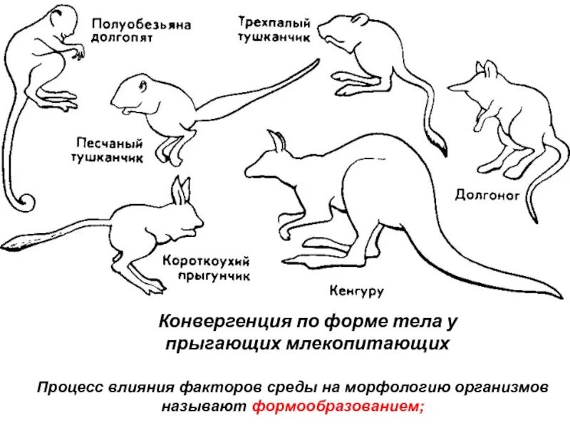 Конвергенция примеры. Примеры конвергенции в биологии. Конвергенция у животных. Конвергенция примеры животных.