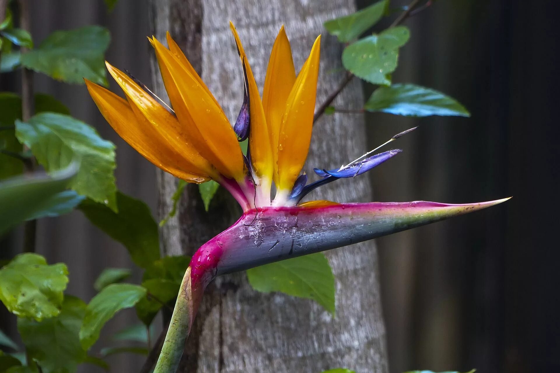 Flowers paradise. Цветок Стрелиция Райская птица. Стрелиция Королевская Райская птица. Стрелиция Николая. Стрелиция тростниковая.