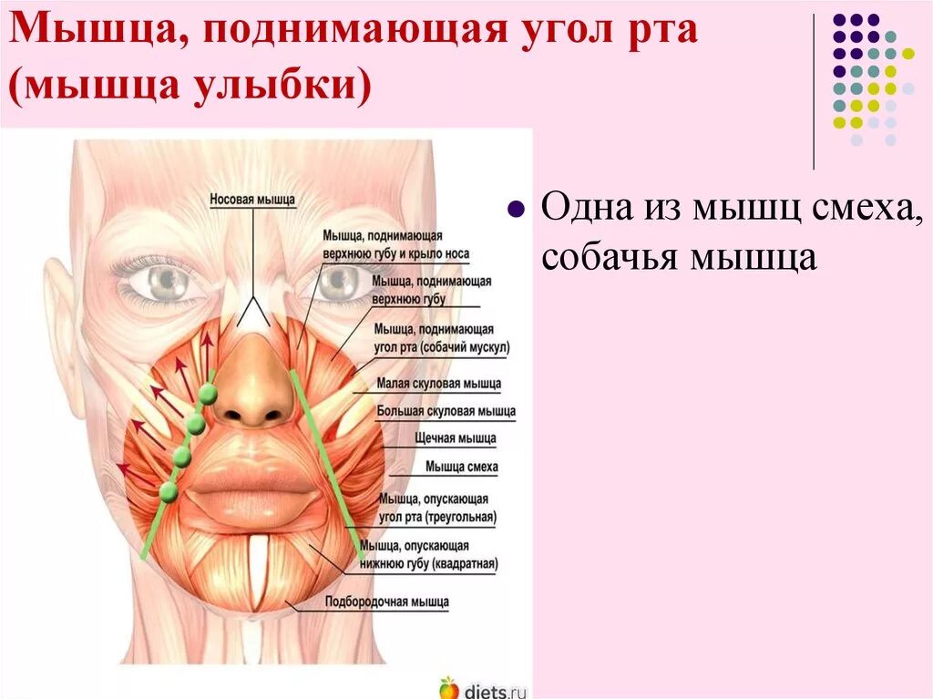 Левый угол рта. Мышца поднимающая угол рта иннервация. Мышца, поднимающая угол рта m. levator Anguli Oris. Мышца опускающая уголки рта. Мышцы лица.