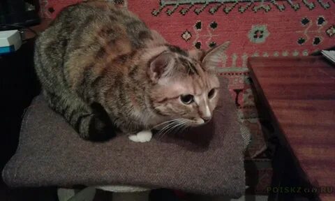 Найденные коты в твери