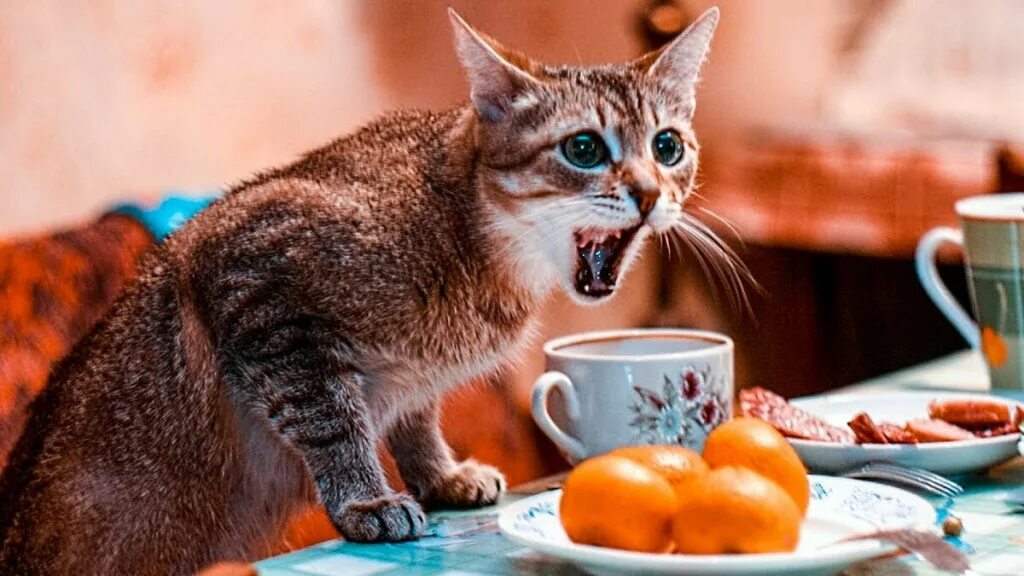 Кот просит есть но не ест. Голодный котенок. кот хочет кушать. кот просит кушать. кот требует еды.