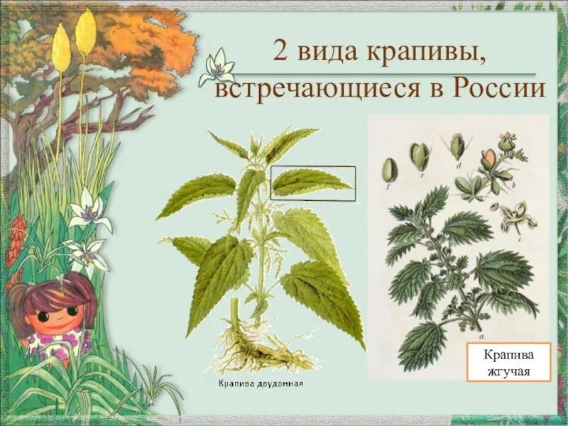 Крапива двудомная или однодомная. Крапива двудомная. крапива двудомная и однодомная. крапива двудомная побег. крапива двудомная гербарий.
