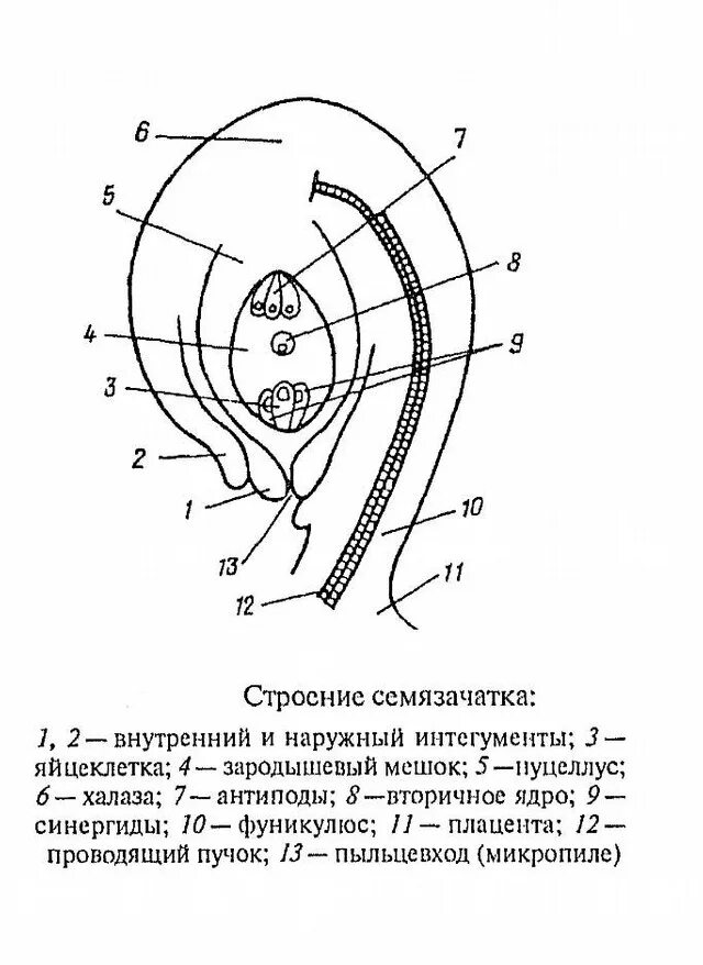 Строение семязачатка цветковых растений. Схема семязачатка покрытосеменных. Схема строения семязачатка покрытосеменных растений. Схема строения семязачатка и цветка. Что развивается внутри семязачатка зародышевый мешок