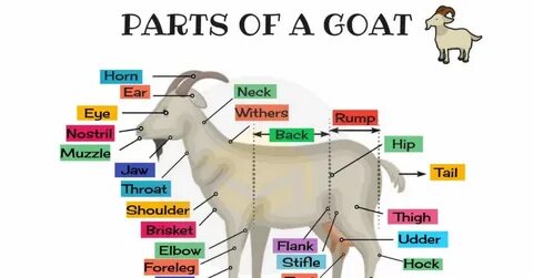 Throat goat перевод