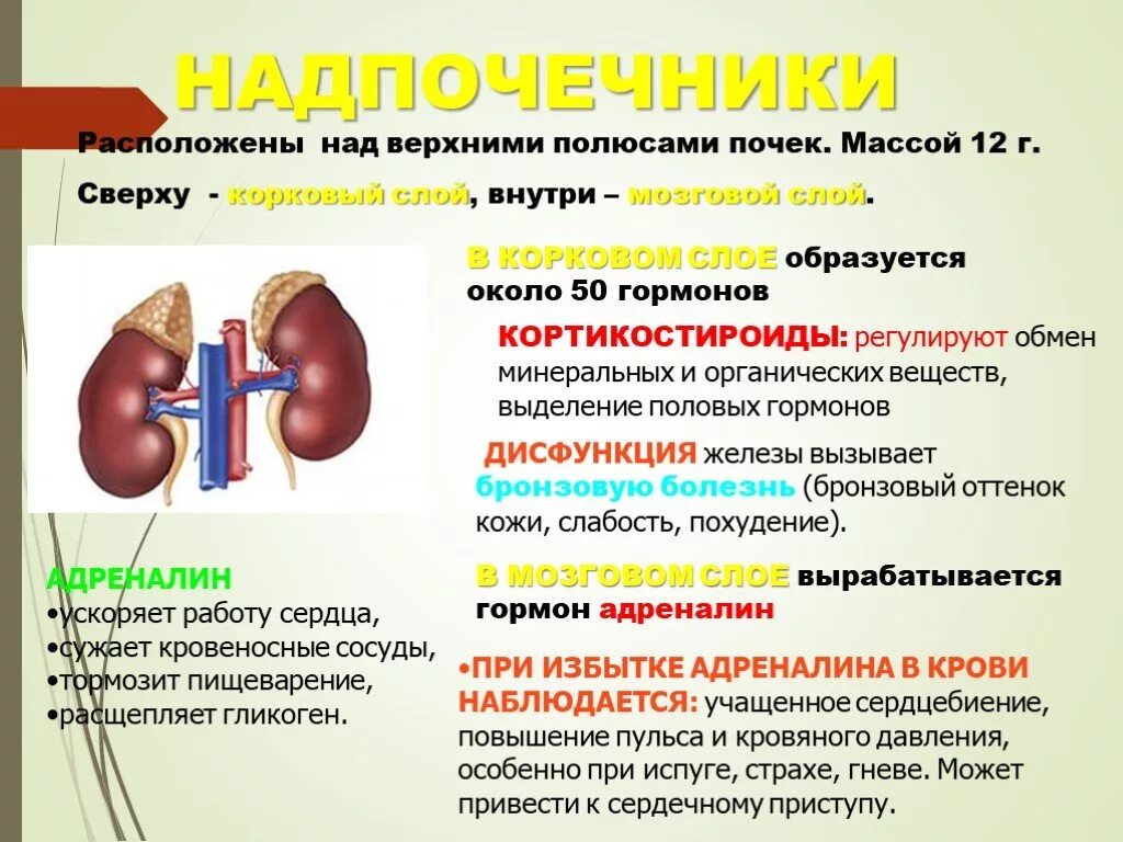 Что выделяют надпочечники. Почки и надпочечники строение. Гормоны почек. Гормоны почек и надпочечников. Функция почек и надпочечников.