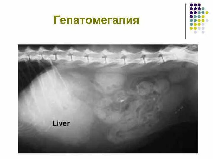 Гепатомегалия печени что это такое у женщин. Гепатомегалия у животных. Гепатомегалия диффузные изменения поджелудочной железы. Гепатомегалия рентген.