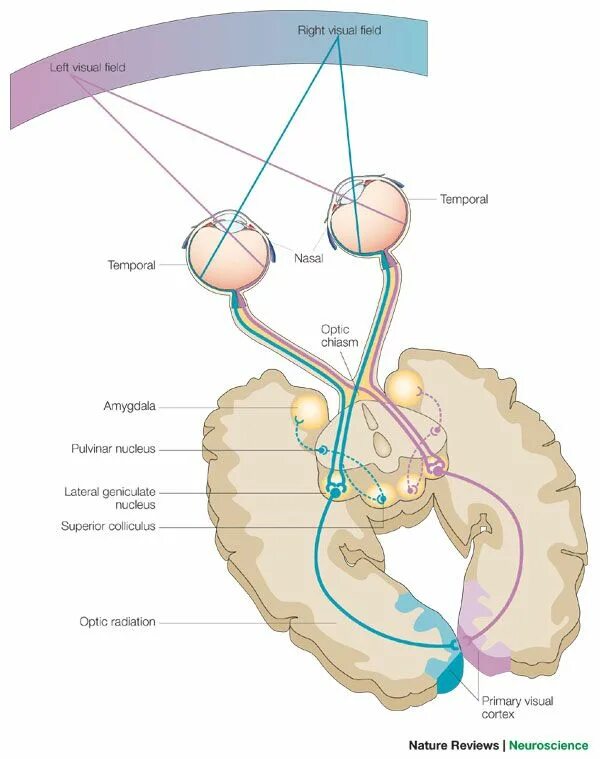 Visual system