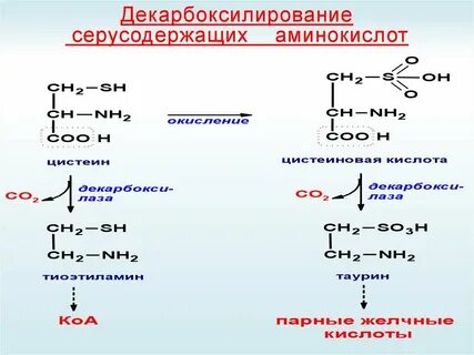 Радикал аспарагиновой кислоты