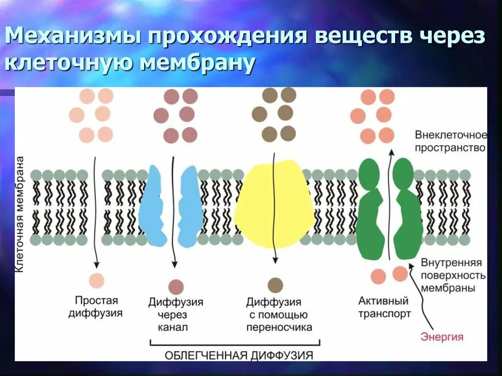 Транспорт веществ через биологическую мембрану пассивный и активный. Схема транспорта веществ через цитоплазматическую мембрану. Механизмы внутриклеточного транспорта веществ. Механизм активного транспорта веществ через мембрану. Диффузный путь