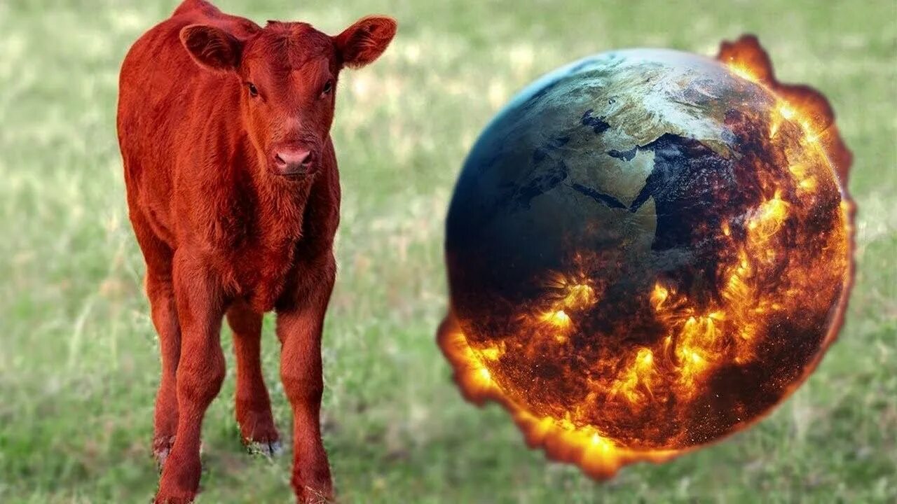 Год красной коровы. Красная корова. Красный теленок. Красная корова в Израиле. Красный теленок в Израиле.