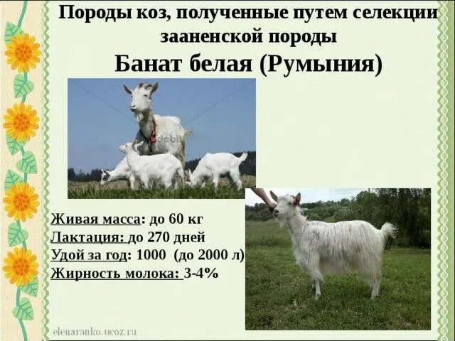 Козье молоко зааненской породы. Название пород коз. Внешний вид козы. Породы козлят с фотографиями. Характеристика пород коз