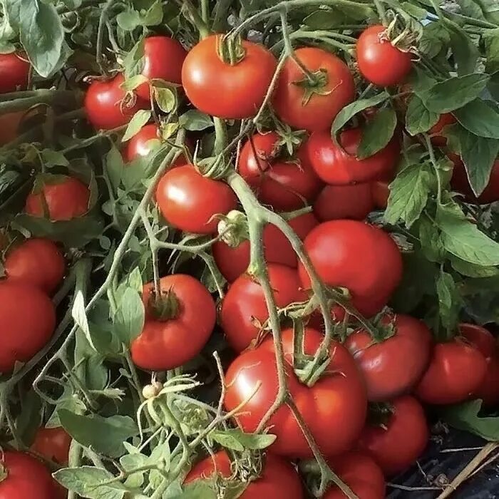 Семена низкорослых помидоров купить. Томат монгольский карлик семена. Томат Сибирский карлик 20шт. Сорт томата Монгол карлик. Томат монгольский карлик 20шт (Уральский Дачник).