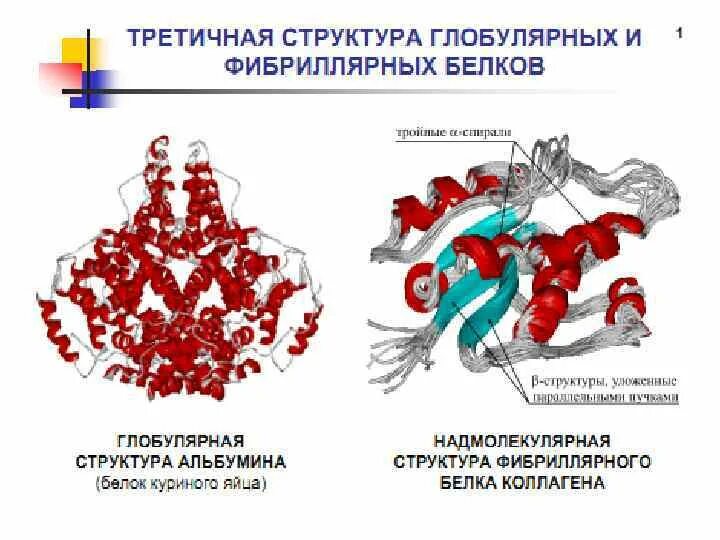 Функции глобулярных белков. Фибриллярные белки третичная структура. фибриллярные и глобулярные белки структура. глобулярная и фибриллярная структура. характеристика фибриллярных и глобулярных белков.
