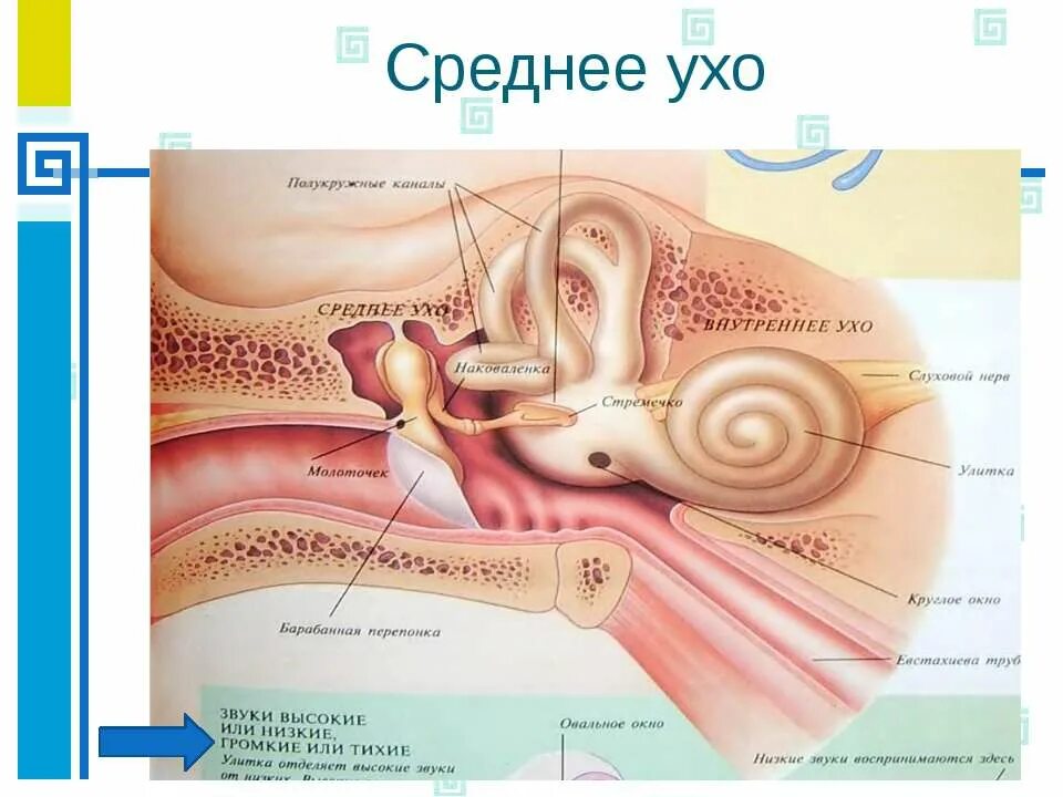 Строение среднего уха человека анатомия. Анатомические структуры среднего уха. Строение среднего уха. Среднеу Хо.