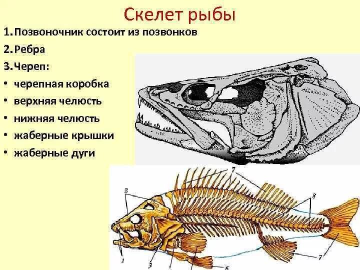 Скелет костистой рыбы окуня. Строение позвоночника костных рыб. Отделы скелета костных рыб. Строение черепа костных рыб.