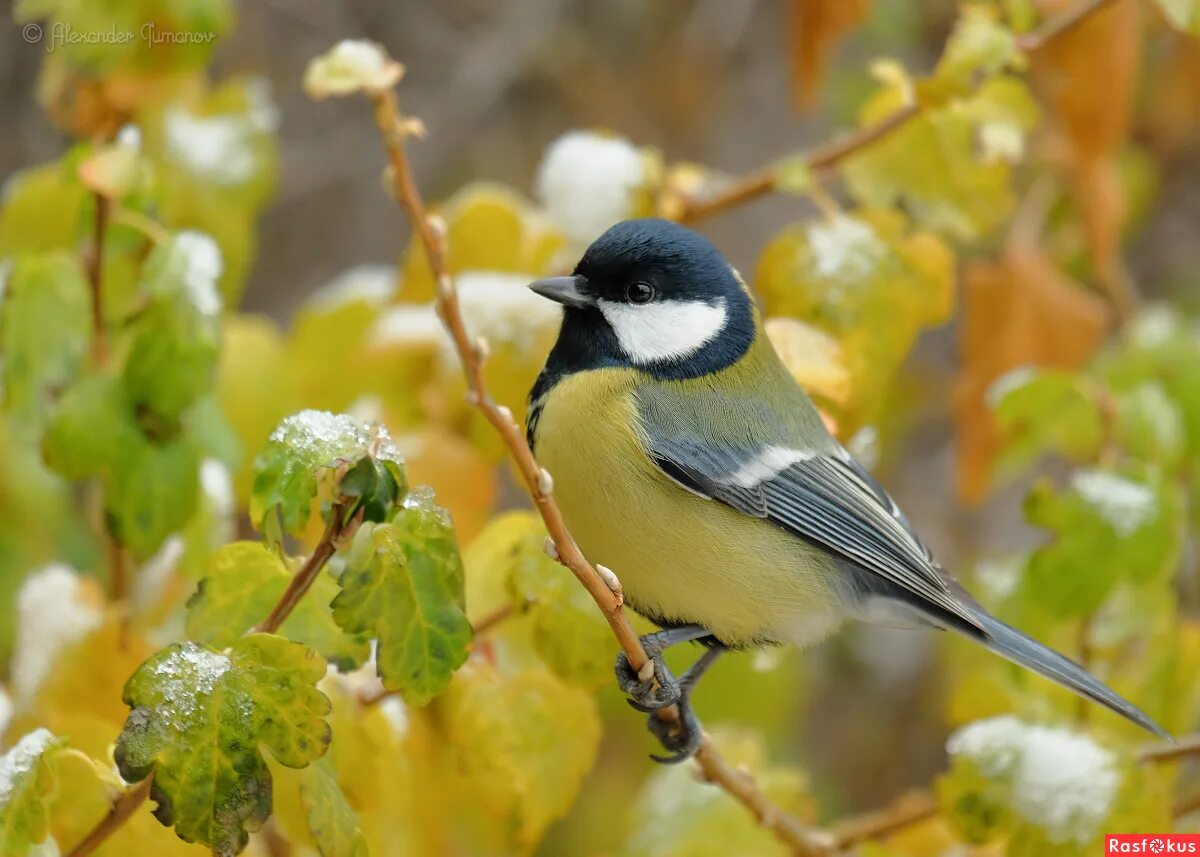 зимующие птицы синица. большая синица parus major. большая синица. синичка поет. синица тенькает.