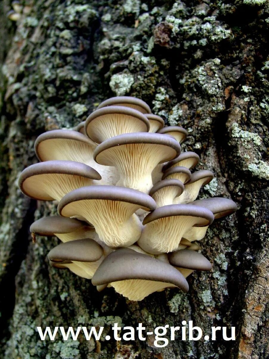 Вешенка обыкновенная (Pleurotus ostreatus). Вёшенка обыкновенная. Вёшенка обыкновенная съедобные. Вёшенка обыкновенная грибы. Вешенка опята