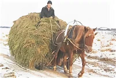 Лошадь сено в день. Везут сено. Лошадь везет сено. Воз соломы. Лошадь с возом сена.