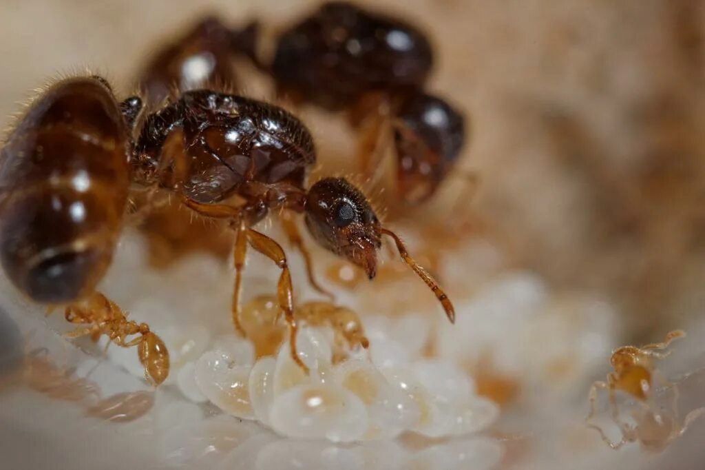 Муравьи Solenopsis fugax. Муравьев Solenopsis. Solenopsis fugax матка.