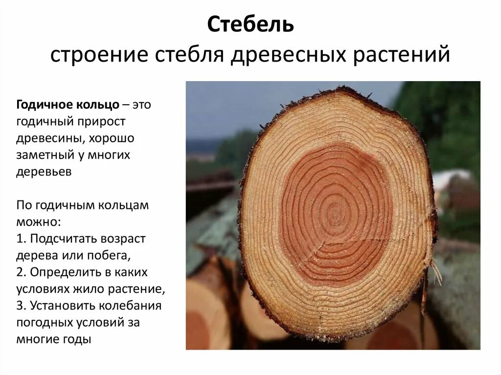 Древесные стебли образуются у