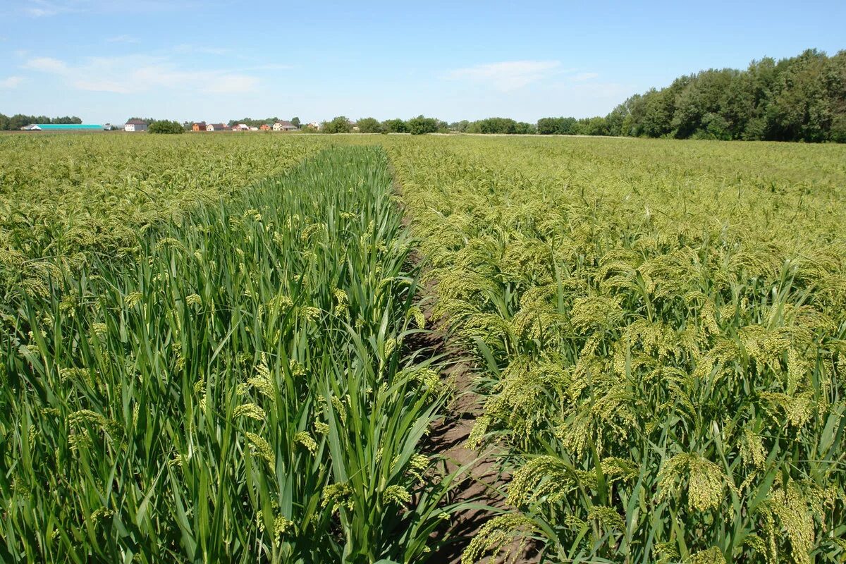 Трава второго укоса. Просо (Panicum miliaceum). Беляевка суданка. Поле просо Ливны. Родина просо.