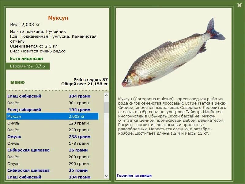 Русская рыбалка 3 базы. Русская рыбалка 3 верхняя Тунгуска муксун. Рыба семейства сиговых муксун. Муксун максимальный вес. Рр3 Подкаменная Тунгуска омуль.