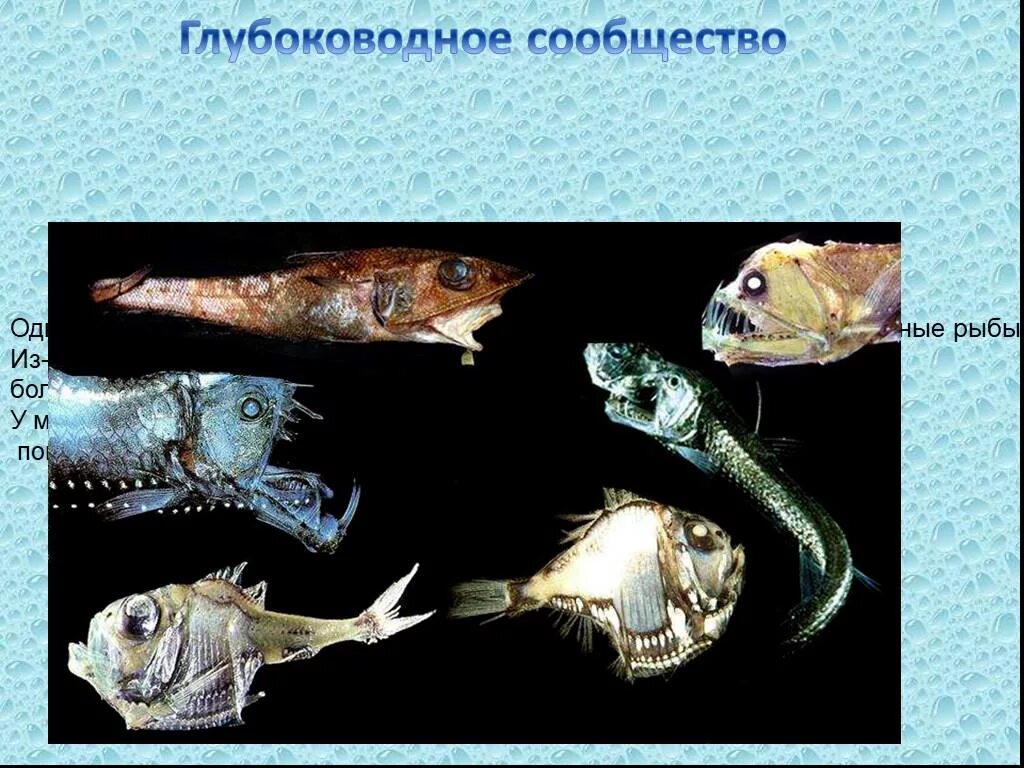 Глубоководное сообщество. Глубоководные рыбы. Рыбы глубоководного сообщества. Глубоководное сообщество обитатели. Глубоководные рыбы океана.