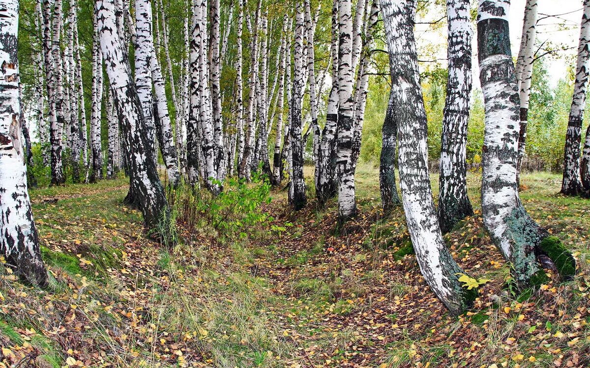 Природное сообщество березовый лес. Берёзовая роща Каменск-Уральский. Березовая роща Томск. Березовая роща Ярославль. Берёзовая роща Карелия.