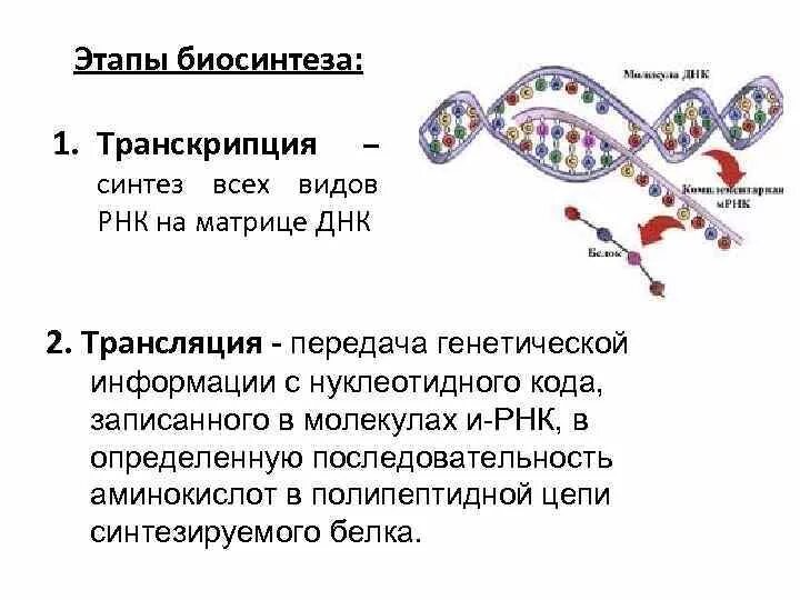 Последовательность транскрипции трансляции. Процесс транскрипции в синтезе белка. Этапы биосинтеза белка транскрипция и трансляция. Этапы транскрипции биосинтеза белка. Биосинтез белка репликация транскрипция трансляция.