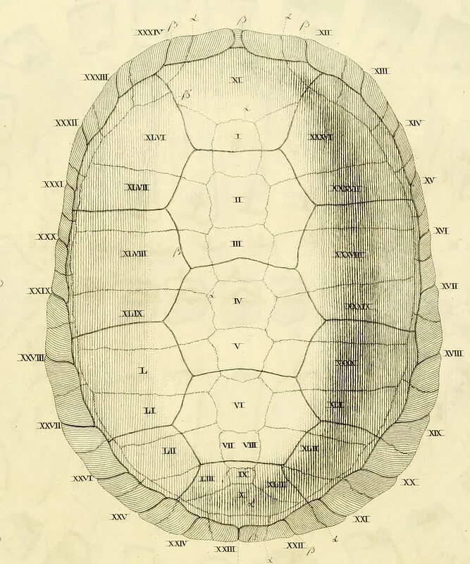 Панцирь черепахи карапакс и пластрон. Строение панциря черепахи. Панцирь черепахи схема. Анатомия черепахи. Толщина панциря черепахи