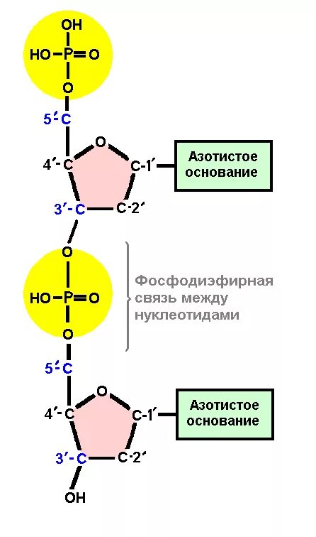 Как называется принцип расположения нуклеотидов. Образование фосфодиэфирной связи между нуклеотидами. 3 5 Фосфодиэфирная связь РНК. Структура ДНК фосфодиэфирные связи. Образование фосфодиэфирных связей между нуклеотидами.