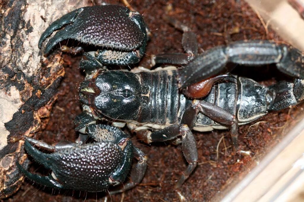 Heterometrus swammerdami скорпион. Parabuthus transvaalicus. Императорский скорпион. Скорпион. Большой скорпион.