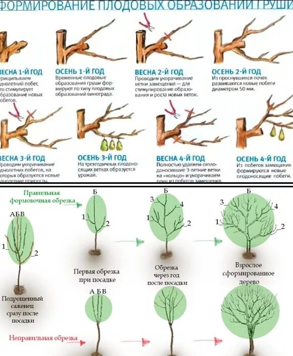 Как обрезать 5 грушу. Схема обрезки груши 5 лет. Обрезка груши первый год после посадки. Схема обрезки груши весной по годам. Схема обрезки груши 3 года.