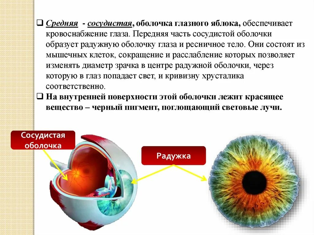 Какую функцию выполняет сосудистая оболочка глаза. Функции сосудистой оболочки глазного яблока. Средняя сосудистая оболочка глазного яблока. Функции собственно сосудистой оболочки. Собственно сосудистая оболочка глаза функции.